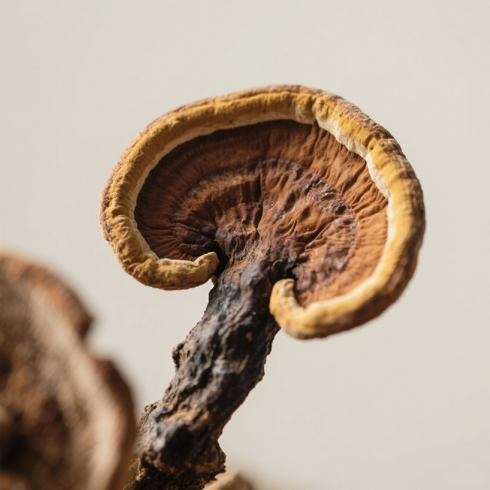 珍品—百年靈芝