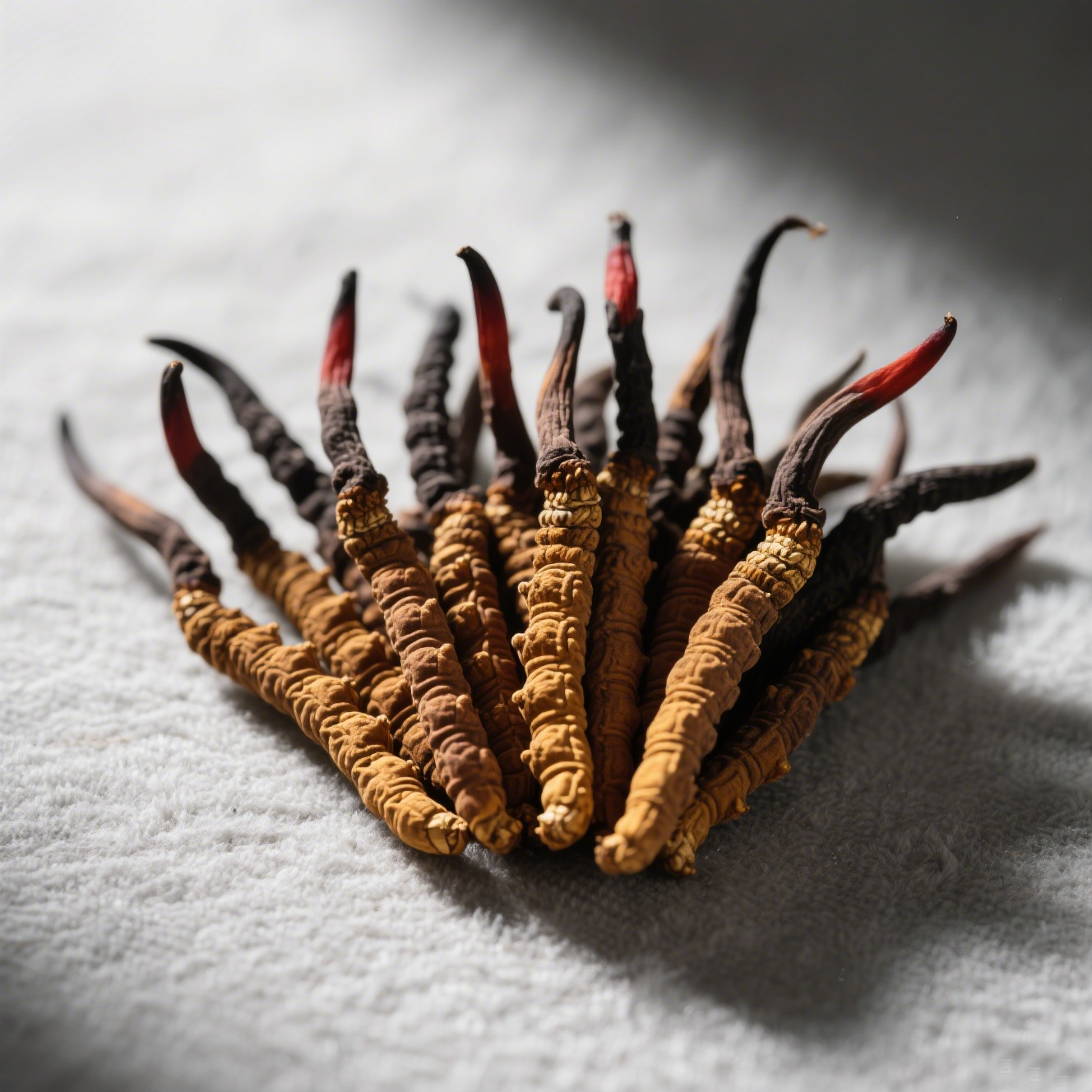 1755180542177963.png 生成冬虫夏草图片.png